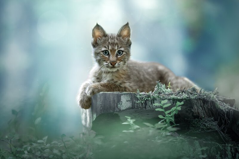 Bobcat Kitten — Green