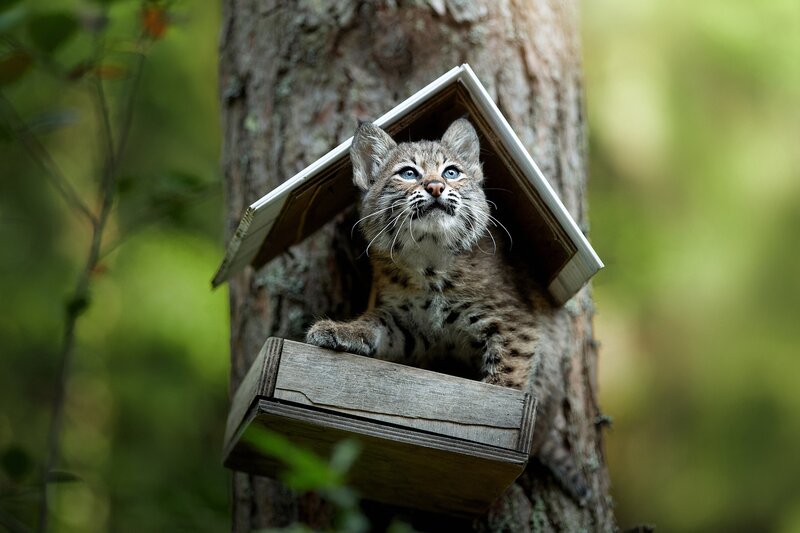 Bobcat Kitten in Box