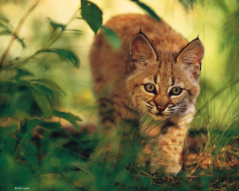 Bobcat Kitten in Grass — Green