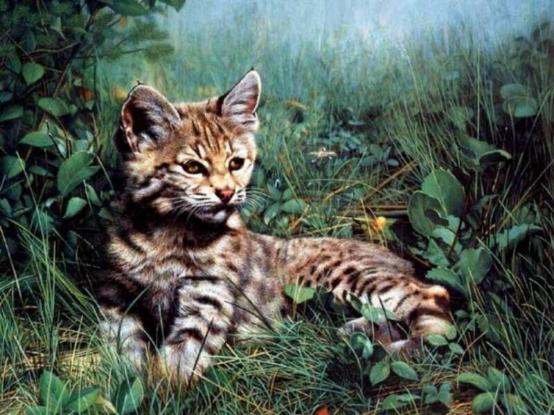 Bobcat kitten in grass