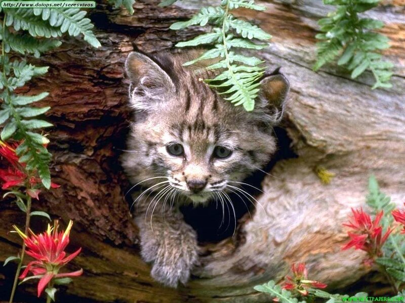 Bobcat Kitten in Hollow Log — Brown