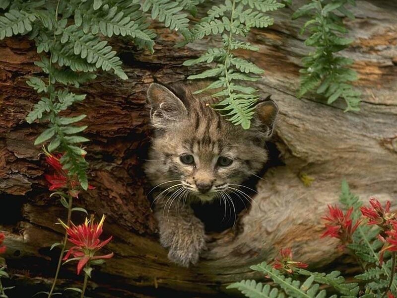 Bobcat kitten in hollow log