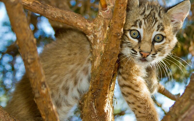 Bobcat Kitten in Tree — Brown