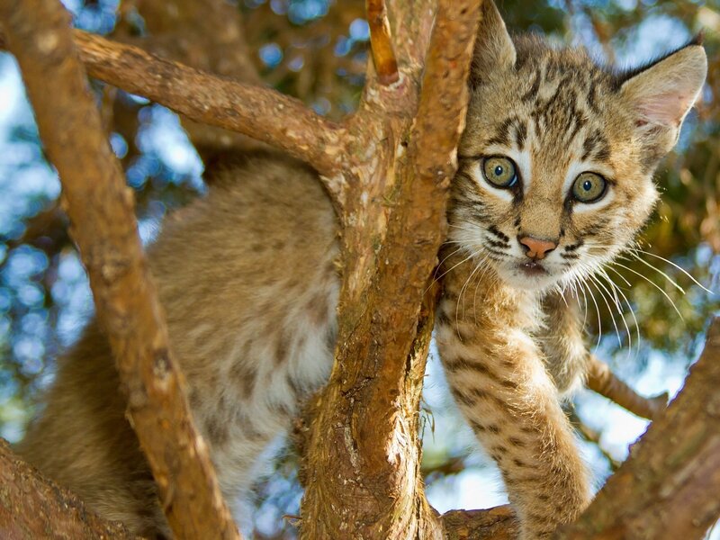 Bobcat Kitten in Tree