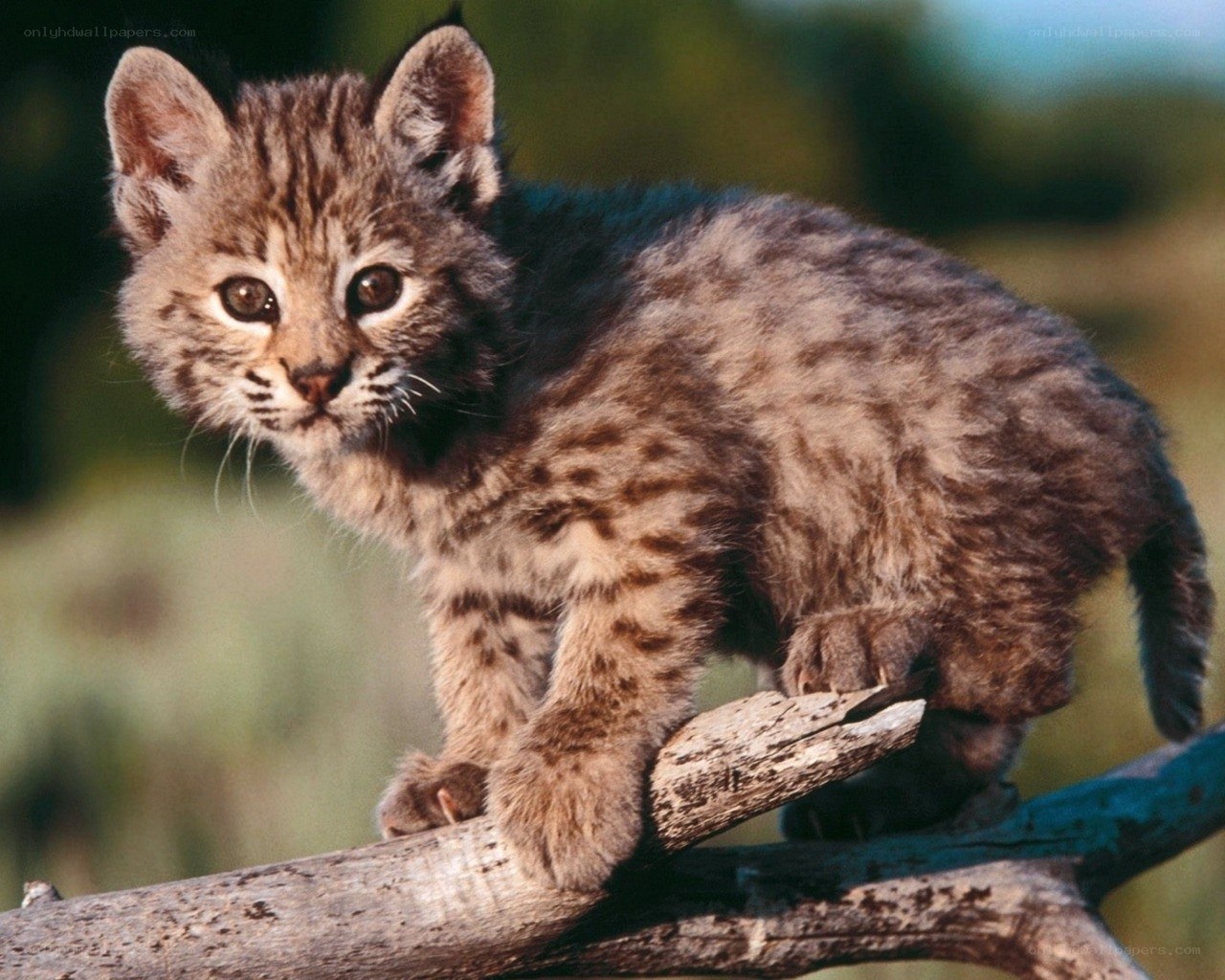 Bobcat kitten on a branch