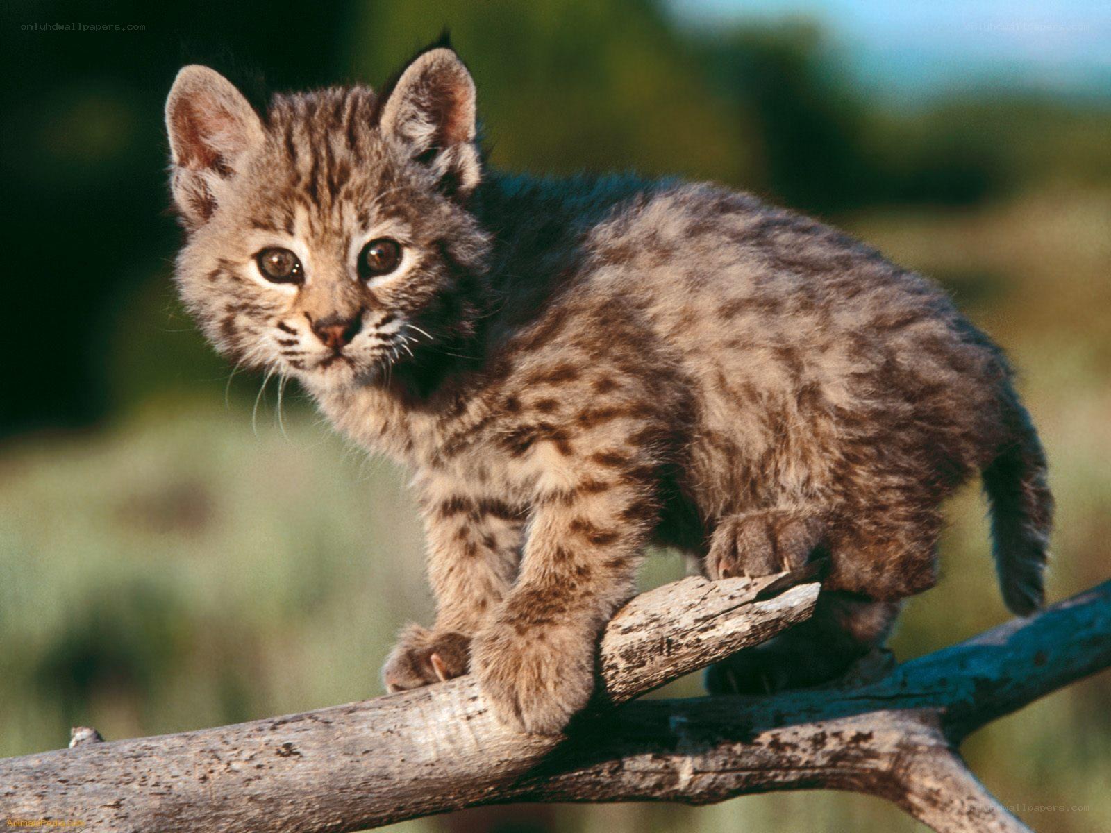 Bobcat kitten on a branch