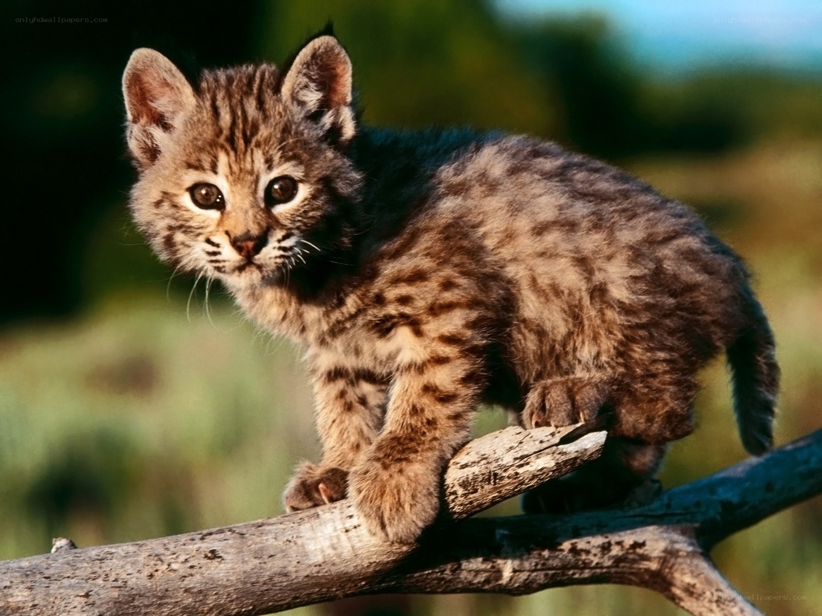 Bobcat kitten on a branch