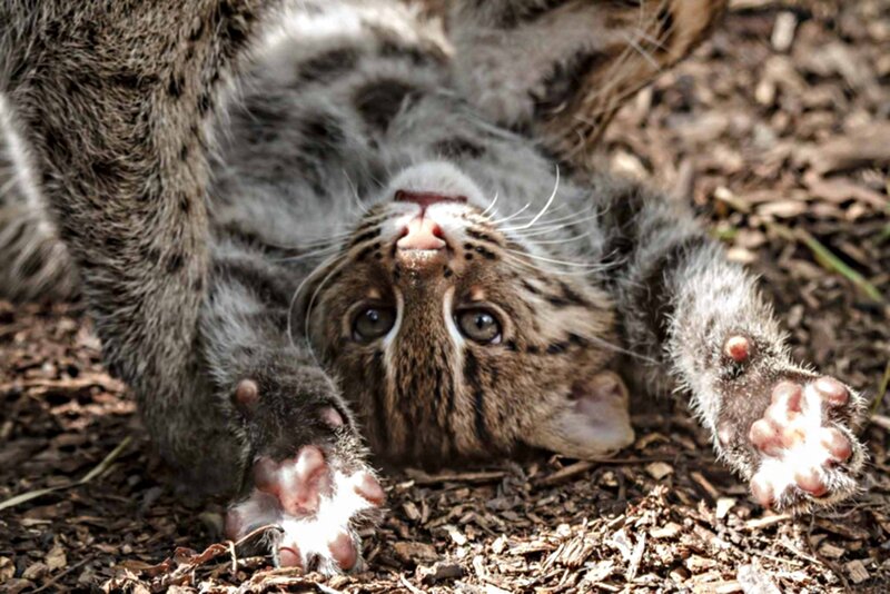 Bobcat Kitten on Ground