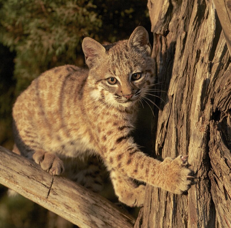 Bobcat Kitten on Tree
