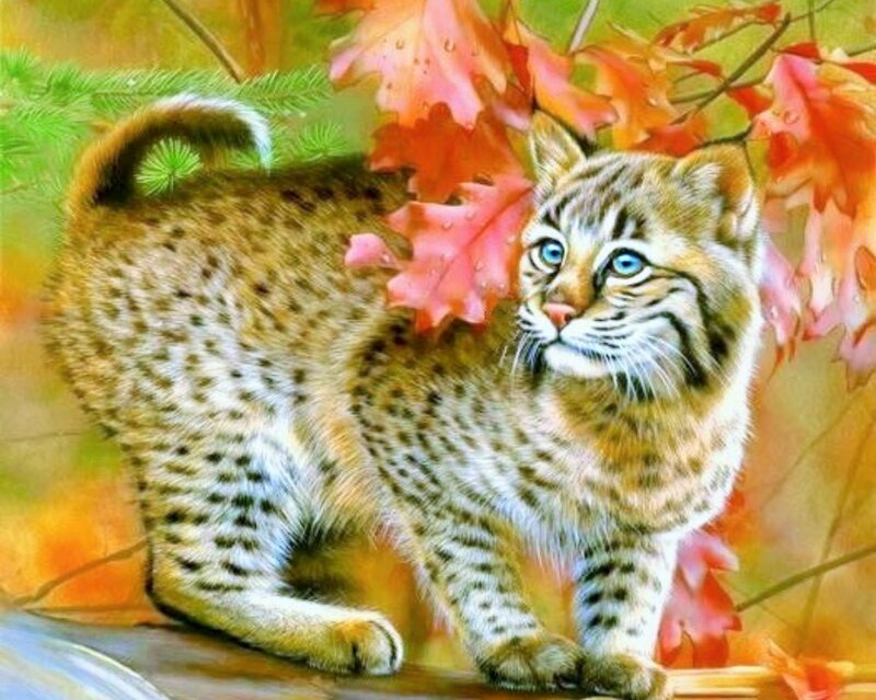 Bobcat Kitten — Orange