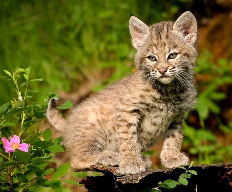 Bobcat Kitten
