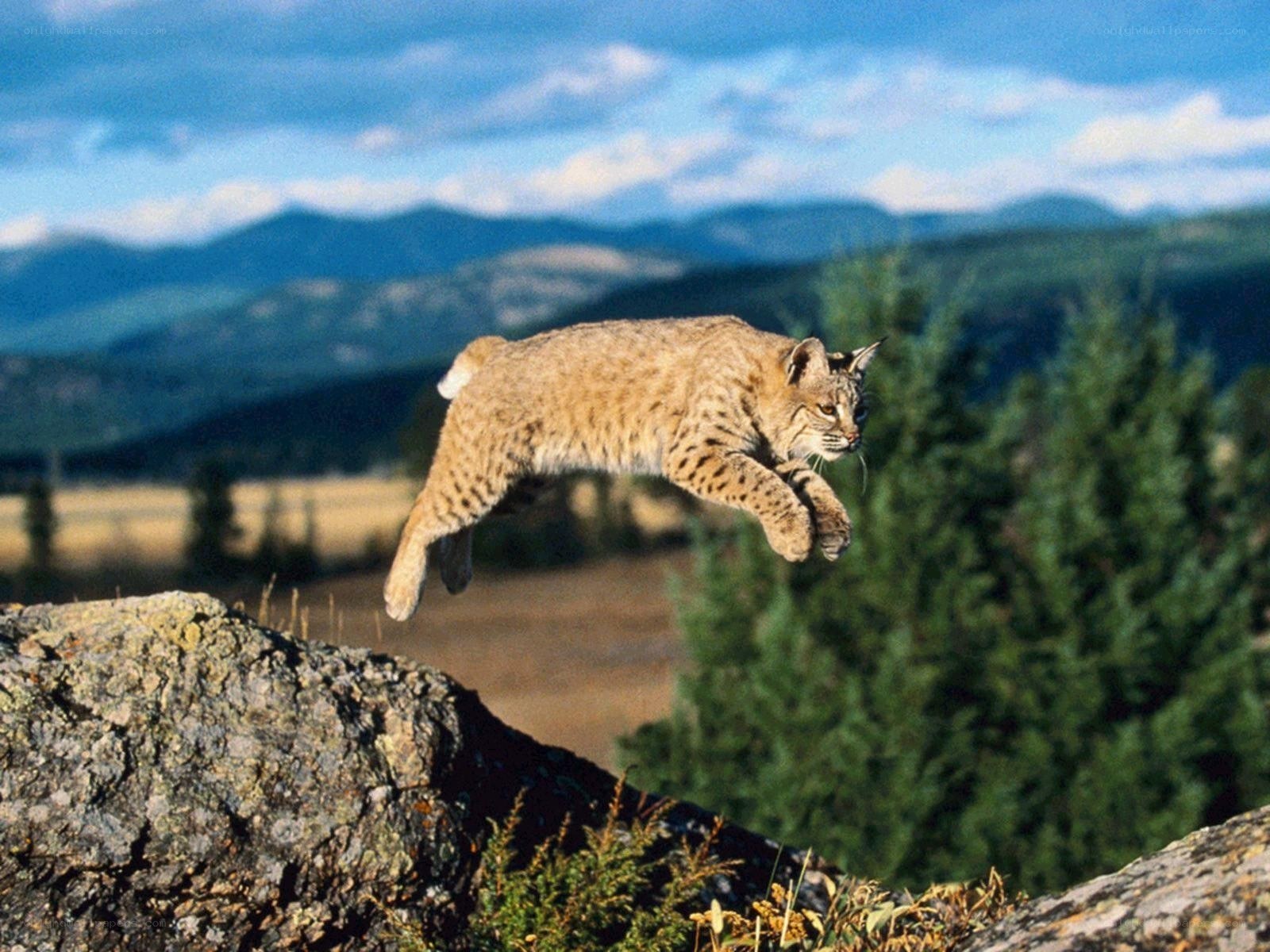 Bobcat leaping over a rock