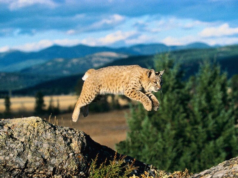Bobcat Leaping over Rock