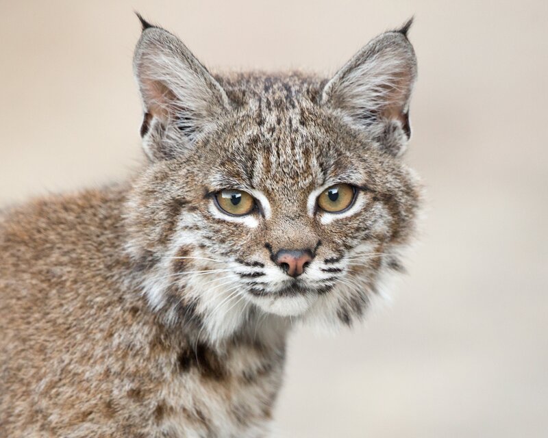 Bobcat Looking Forward