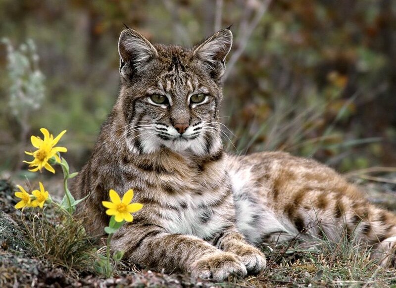 Bobcat Lying in Grass