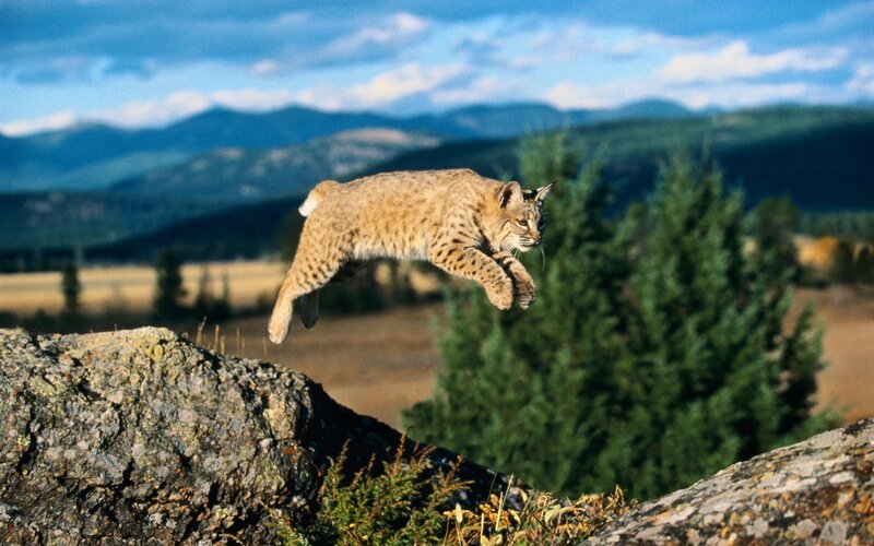 Bobcat Mid-jump — Brown, Dynamic