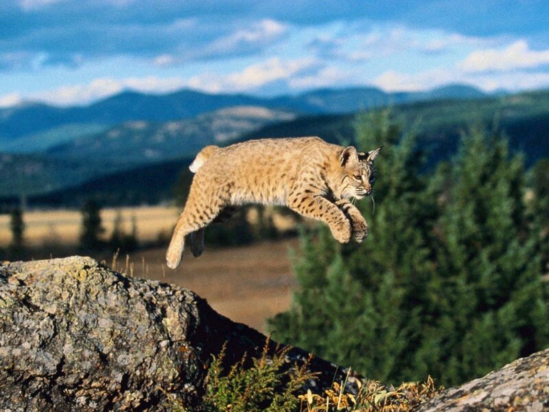 Bobcat Mid-jump — Brown