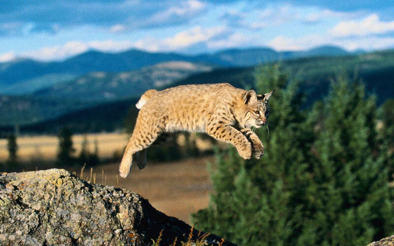 Bobcat Mid-jump