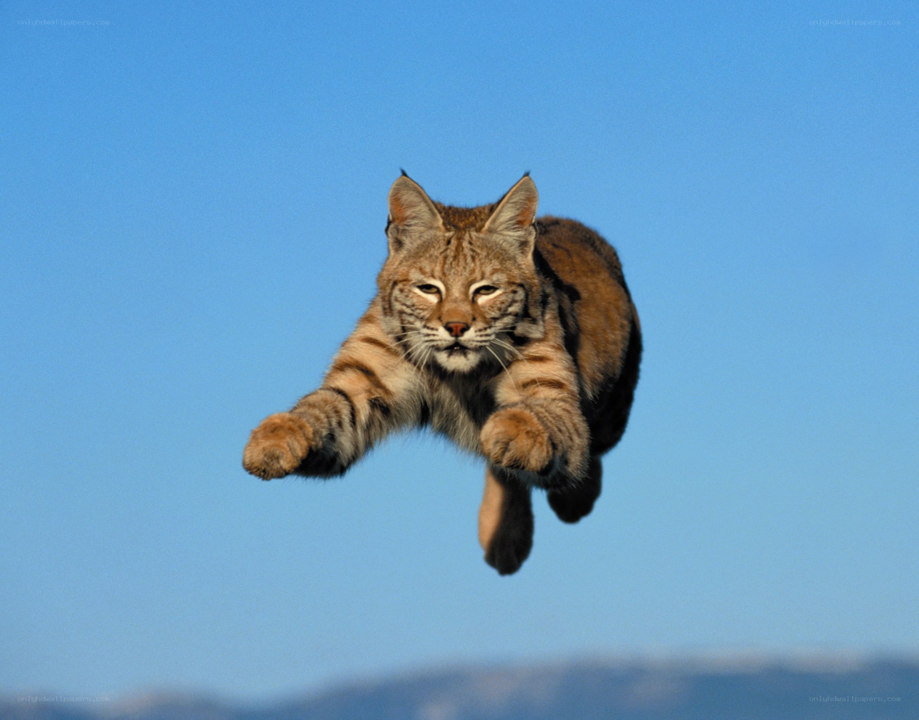 Bobcat mid-leap in blue sky