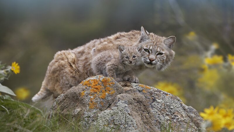 Bobcat Mother and Kitten — Brown, Calm, Spring