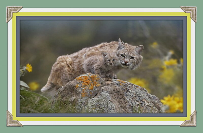 Bobcat Mother and Kitten — Brown, Calm