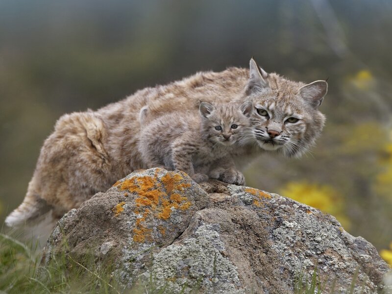Bobcat Mother and Kitten — Brown