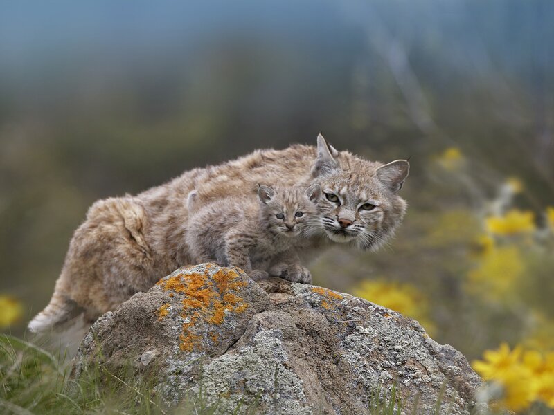 Bobcat mother and kitten on rock