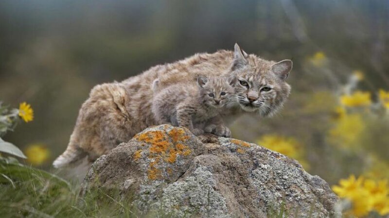 Bobcat Mother and Kitten
