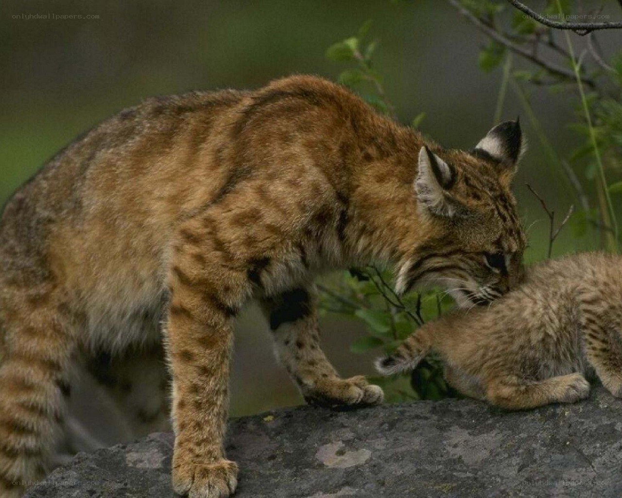 Bobcat mother with her kitten