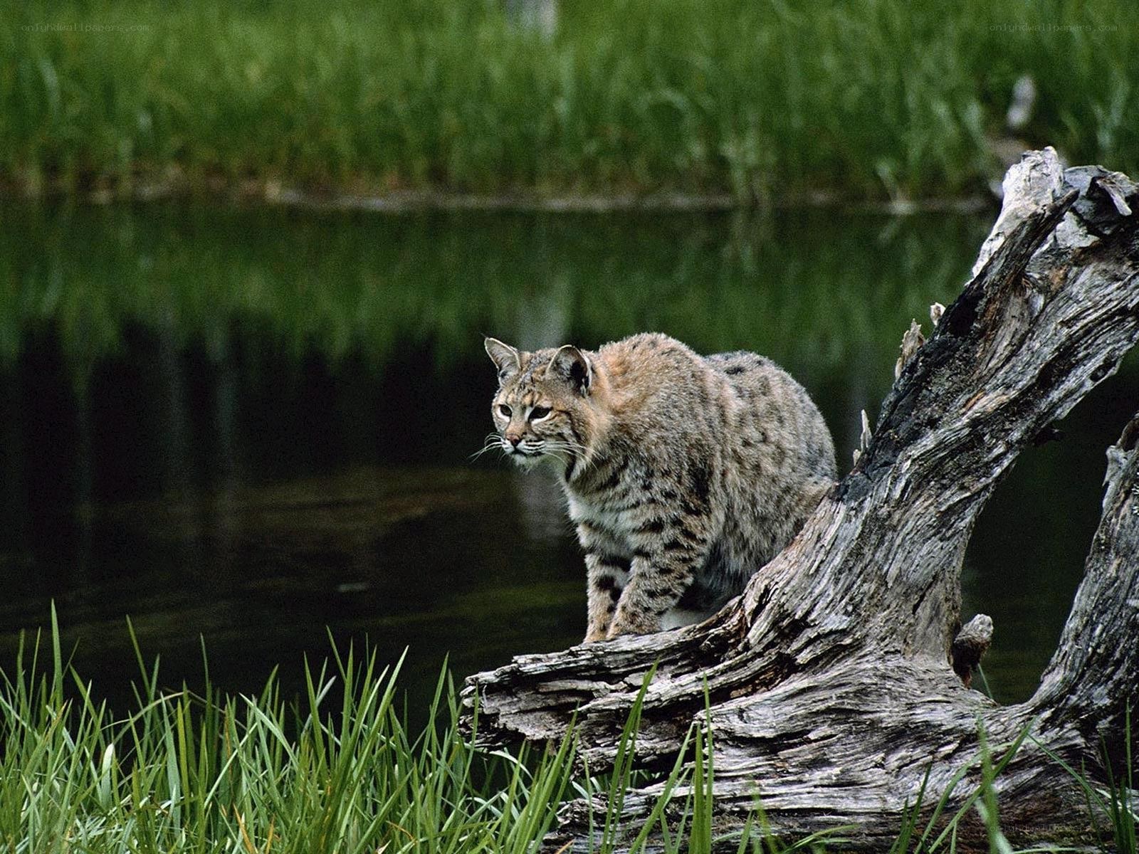Bobcat near a pond