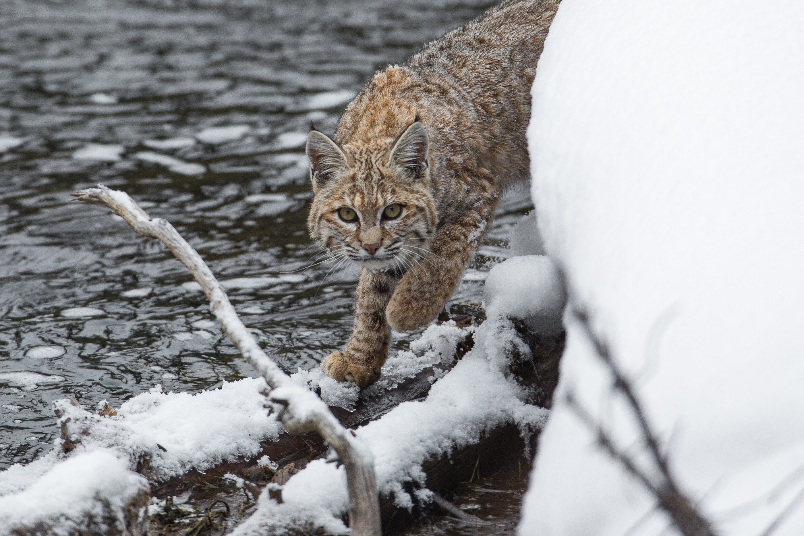 Bobcat near a snowy river