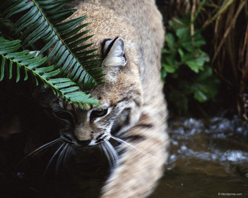 Bobcat near a stream