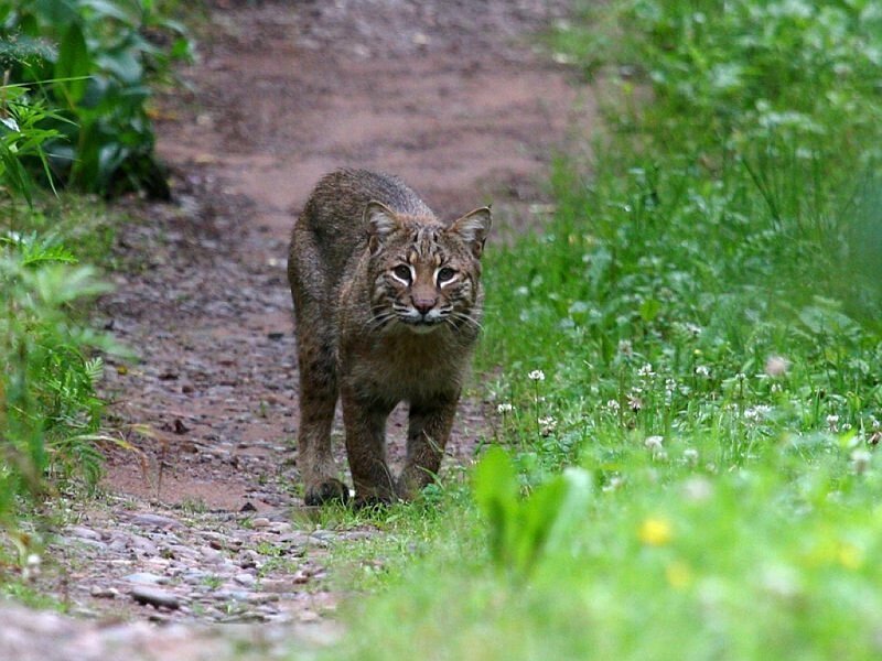 Bobcat on a Dirt Path