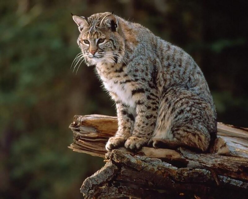 Bobcat on a log