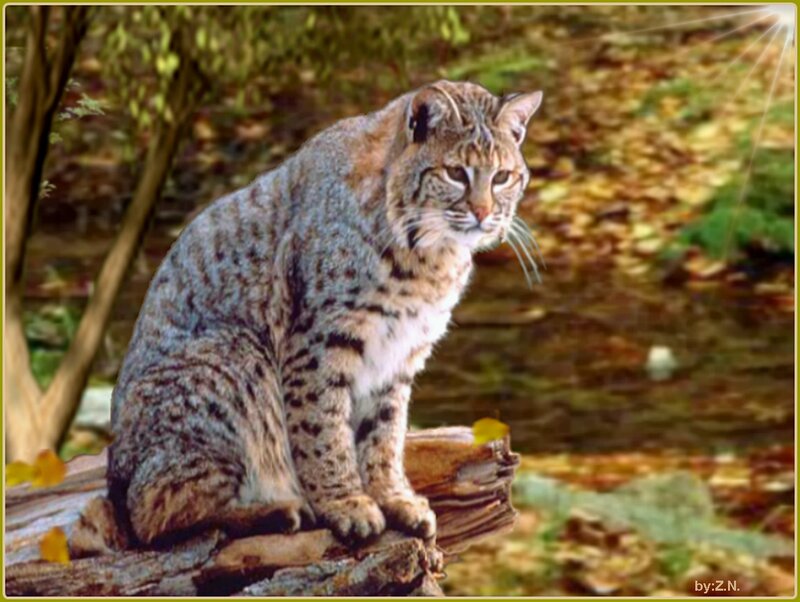 Bobcat on a Log — Brown