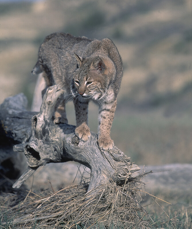 Bobcat on a Log — Gray