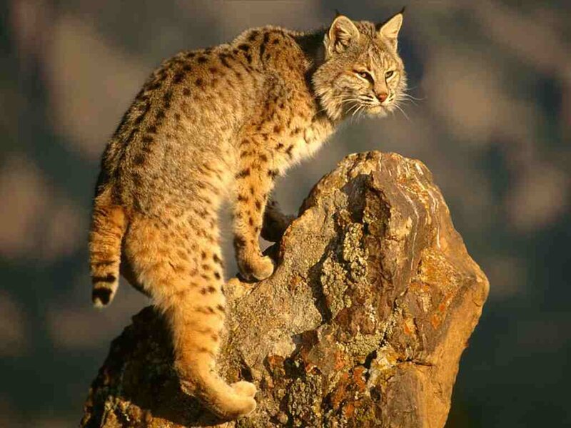 Bobcat on a Rock — Brown, Alert