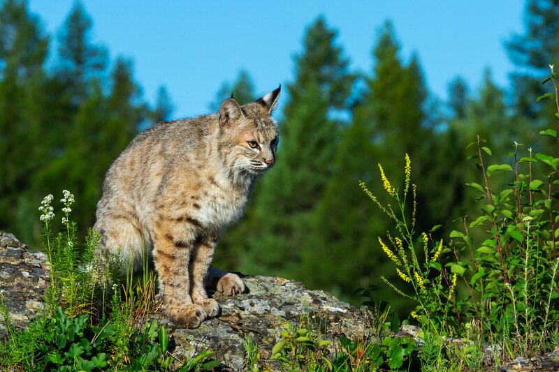 Bobcat on a Rock — Green