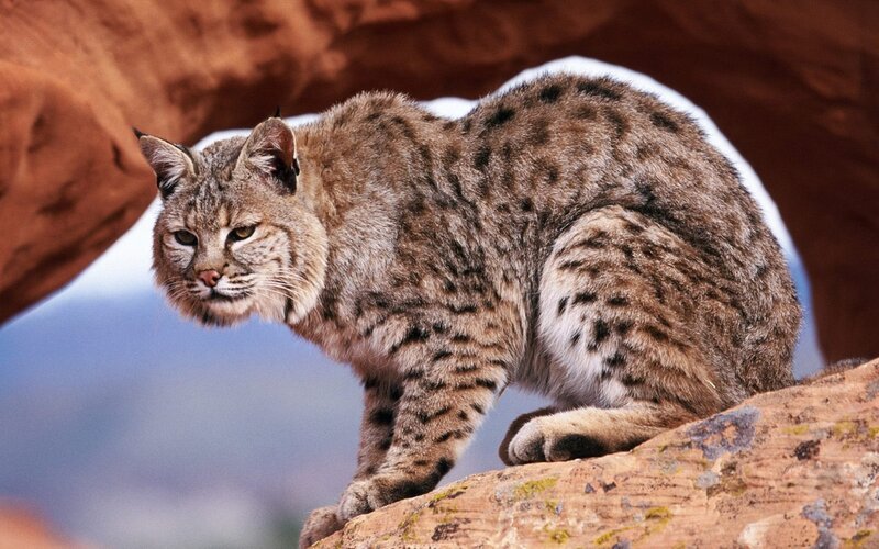 Bobcat on a rock