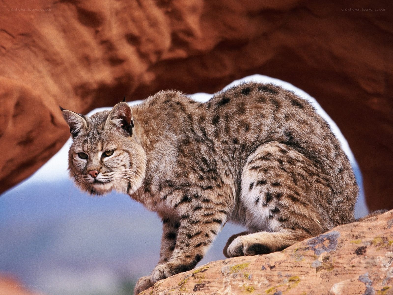 Bobcat on a rocky outcrop