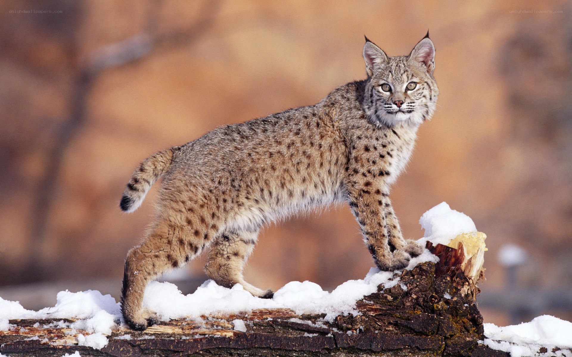Bobcat on a snowy log