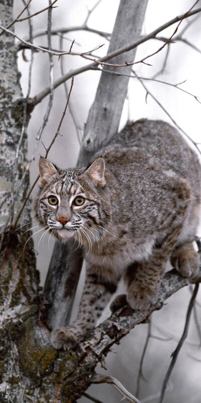 Bobcat on a tree branch