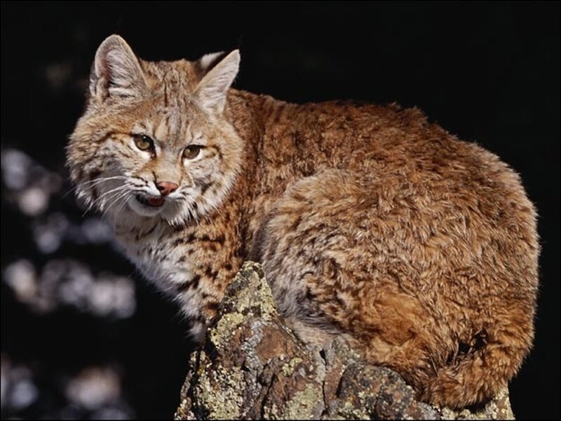 Bobcat on a tree stump