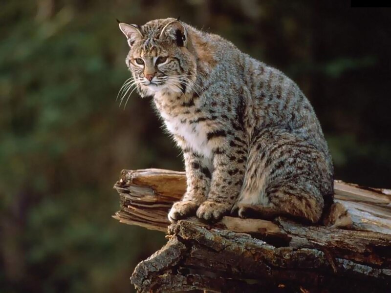 Bobcat on Log