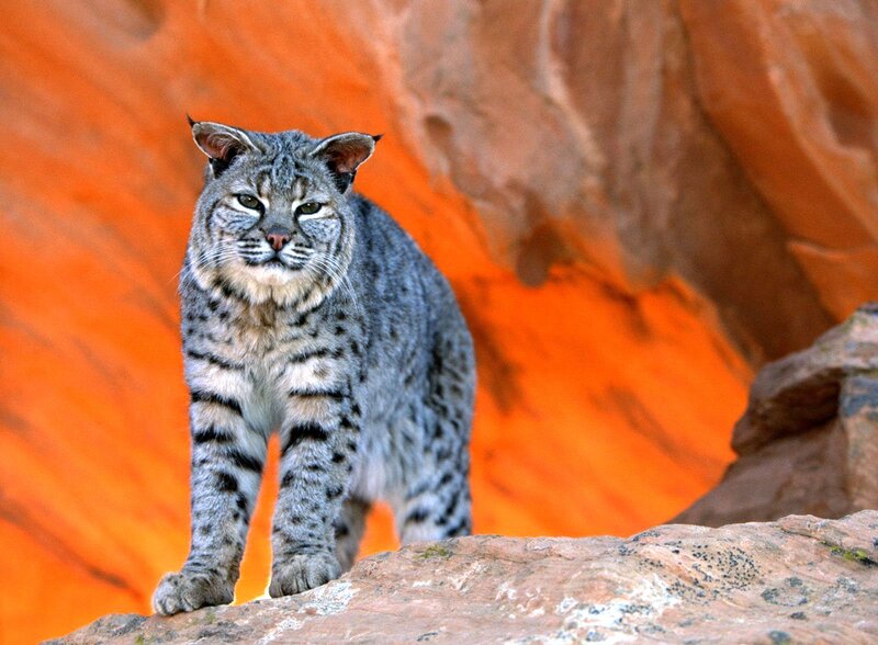 Bobcat on Rock — Orange