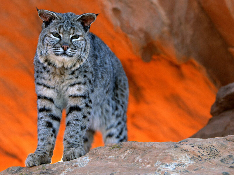 Bobcat on Rock