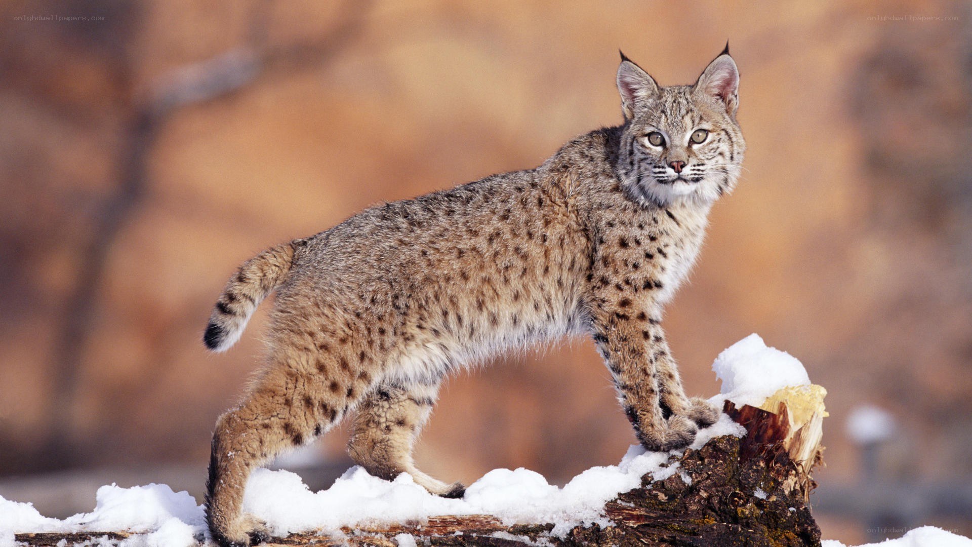 Bobcat on snowy log