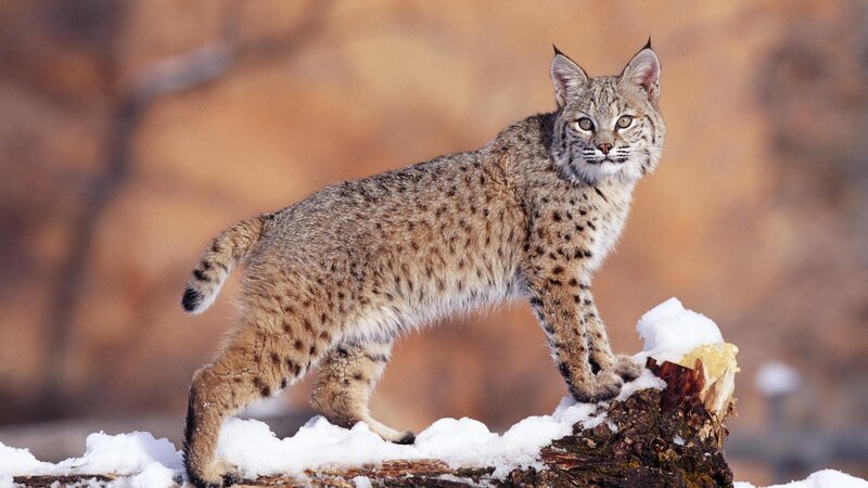 Bobcat on Snowy Log — Brown, Alert, Winter, Photograph, Snow, Forest, White