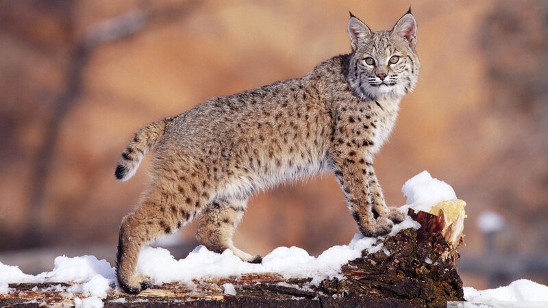 Bobcat on Snowy Log — Brown, Alert, Winter, Photograph