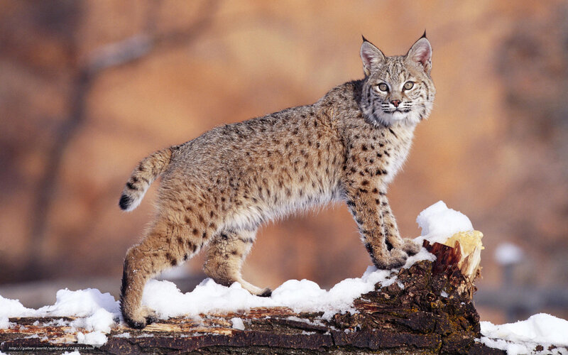 Bobcat on snowy log